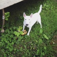 Bull Terrier, Köpek  Kaju fotoğrafı
