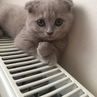 Scottish Fold, Kedi  Sütlaç fotoğrafı
