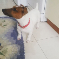 Jack Russell Terrier, Köpek  maylo fotoğrafı