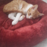 Tekir Kedi, Kedi  Tarçin fotoğrafı