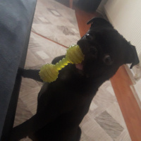 Pug, Köpek  Maça fotoğrafı