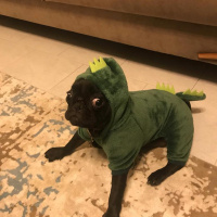 Pug, Köpek  Maça fotoğrafı