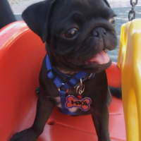 Pug, Köpek  Maça fotoğrafı