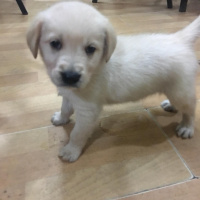 Golden Retriever, Köpek  Yaman fotoğrafı