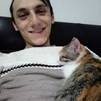 Tekir Kedi, Kedi  Güneş fotoğrafı
