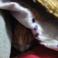 Tekir Kedi, Kedi  Güneş fotoğrafı