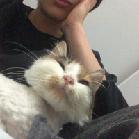 Tekir Kedi, Kedi  shiro fotoğrafı