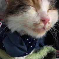 Tekir Kedi, Kedi  shiro fotoğrafı