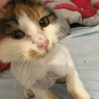 Tekir Kedi, Kedi  shiro fotoğrafı