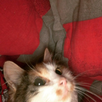 Tekir Kedi, Kedi  shiro fotoğrafı