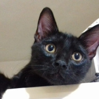 Bombay, Kedi  Bıdık fotoğrafı