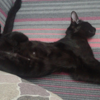Bombay, Kedi  Bıdık fotoğrafı