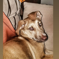 Amerikan Pitbull Terrier, Köpek  Betty fotoğrafı