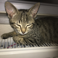 Tekir Kedi, Kedi  Çila çisa fotoğrafı