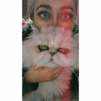 İran Kedisi (Persian), Kedi  Paris fotoğrafı