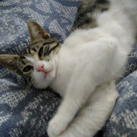 Tekir Kedi, Kedi  Ponçik fotoğrafı