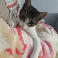 Tekir Kedi, Kedi  Ponçik fotoğrafı