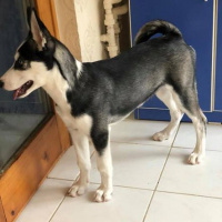 Sibirya Kurdu (Husky), Köpek  deasy(deyzi) fotoğrafı