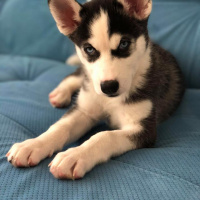 Sibirya Kurdu (Husky), Köpek  deasy(deyzi) fotoğrafı