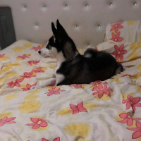 Sibirya Kurdu (Husky), Köpek  deasy(deyzi) fotoğrafı