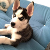 Sibirya Kurdu (Husky), Köpek  deasy(deyzi) fotoğrafı