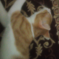 Sarman, Kedi  Güneş fotoğrafı