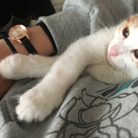 Tekir Kedi, Kedi  Hermes fotoğrafı