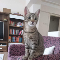 Tekir Kedi, Kedi  Kekik fotoğrafı