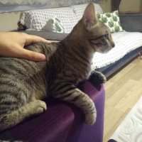 Tekir Kedi, Kedi  Kekik fotoğrafı