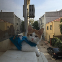 Tekir Kedi, Kedi  Yakışıklı fotoğrafı