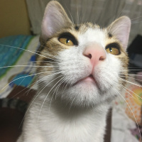 Tekir Kedi, Kedi  Onur fotoğrafı