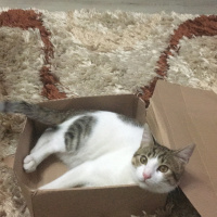 Tekir Kedi, Kedi  Onur fotoğrafı
