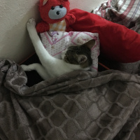 Tekir Kedi, Kedi  Onur fotoğrafı
