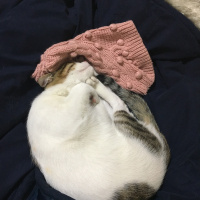 Tekir Kedi, Kedi  Onur fotoğrafı