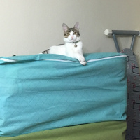 Tekir Kedi, Kedi  Onur fotoğrafı