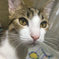 Tekir Kedi, Kedi  Onur fotoğrafı