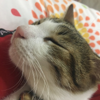 Tekir Kedi, Kedi  Onur fotoğrafı