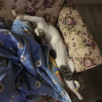 Tekir Kedi, Kedi  Onur fotoğrafı