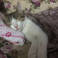 Tekir Kedi, Kedi  Onur fotoğrafı