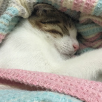 Tekir Kedi, Kedi  Onur fotoğrafı