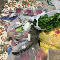 Tekir Kedi, Kedi  Onur fotoğrafı