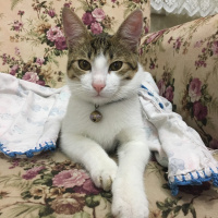 Tekir Kedi, Kedi  Onur fotoğrafı