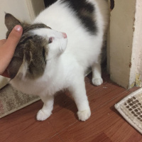 Tekir Kedi, Kedi  Şans fotoğrafı