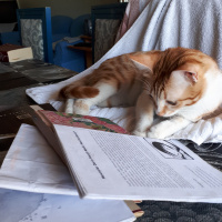 Sarman, Kedi  Erik fotoğrafı