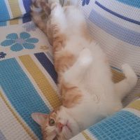 Sarman, Kedi  Erik fotoğrafı