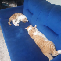 Sarman, Kedi  Erik fotoğrafı