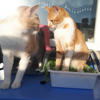 Sarman, Kedi  Erik fotoğrafı