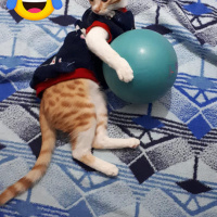 Sarman, Kedi  Erik fotoğrafı