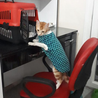 Sarman, Kedi  Erik fotoğrafı