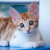 Sarman, Kedi  Erik fotoğrafı